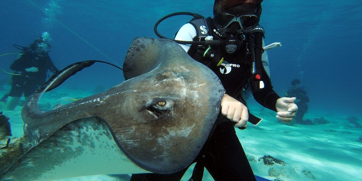 Diving Stingray City Grand Cayman