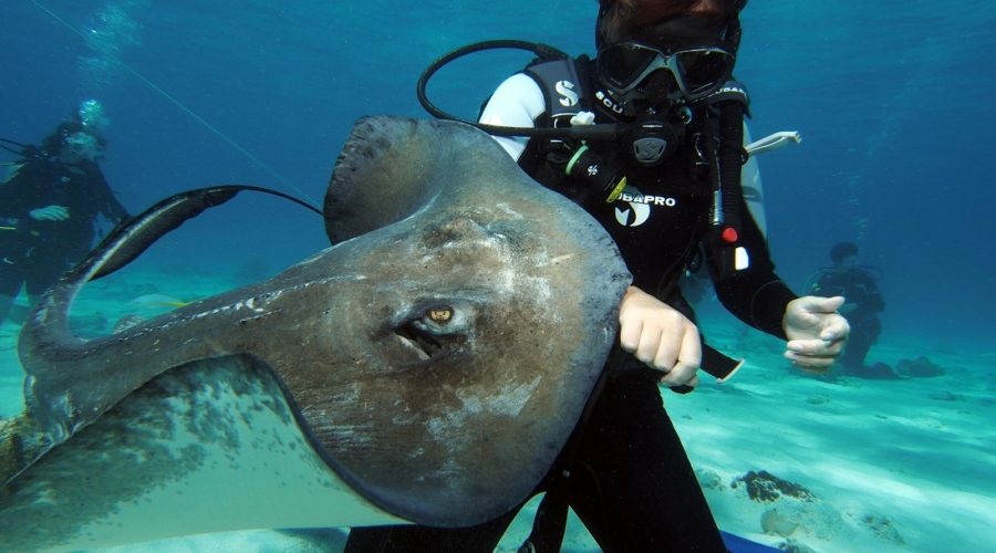 Diving Stingray City Grand Cayman